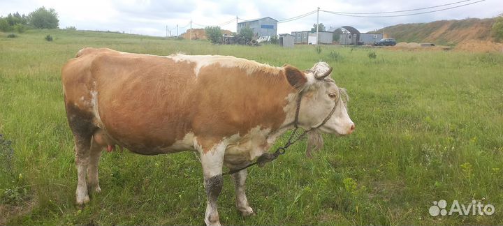 Коровы стельные