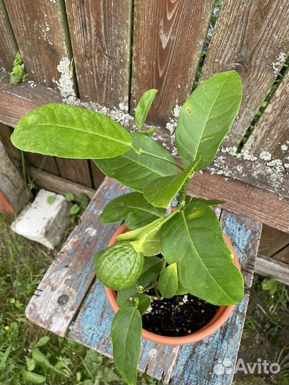 Лимон Новозеландский с плодами