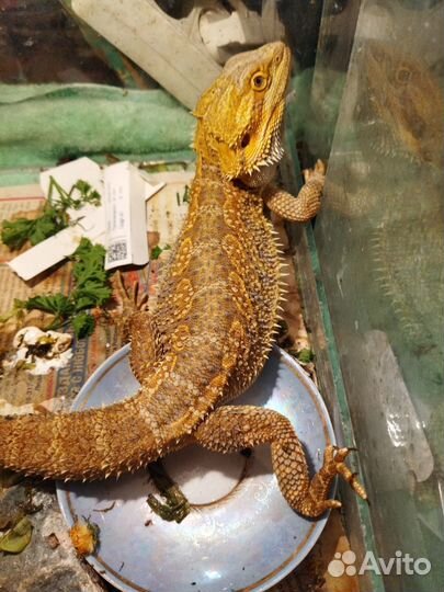 Ящерица агама