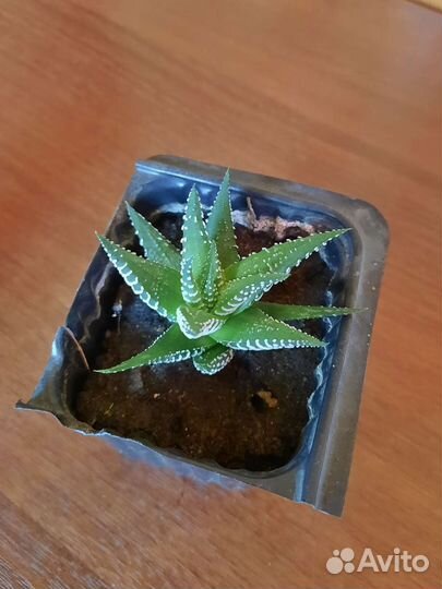 Хавортия полосатая