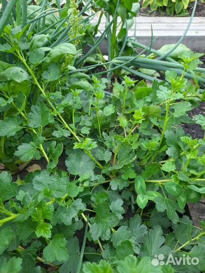 Саженцы крыжовник Грушенька