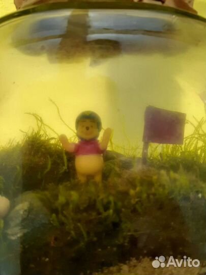 Флорариум. Замкнутая экосистема. Подарок