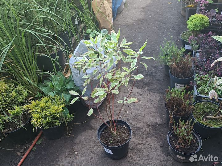 Дерен Сибирика Вариегата