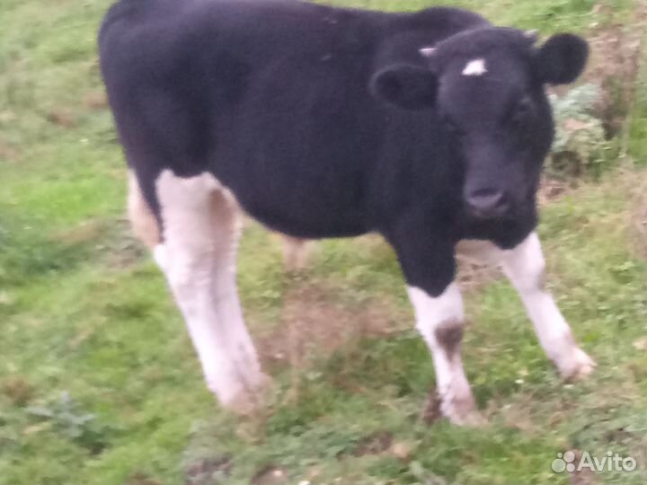 Бычок и телочки