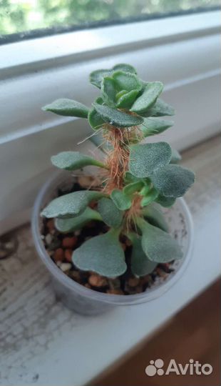 Адромискусы разные, суккуленты