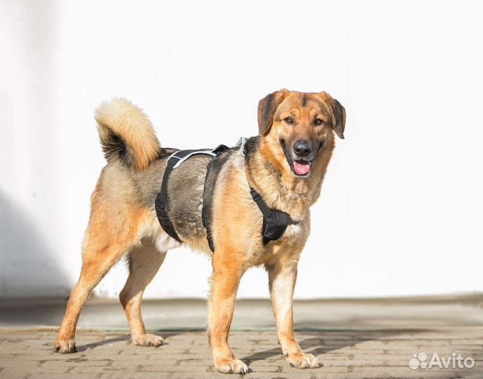 Собаки в дар