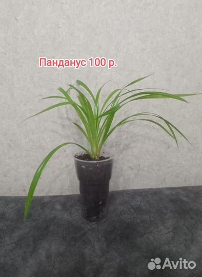 Плекрантус Панданус Нефролепсис Аглаонема Санса