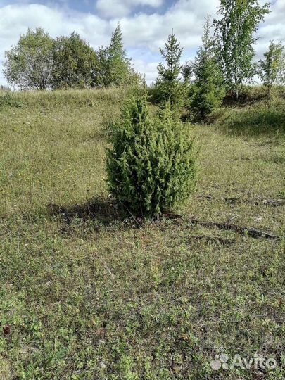 Можжевельник саженцы