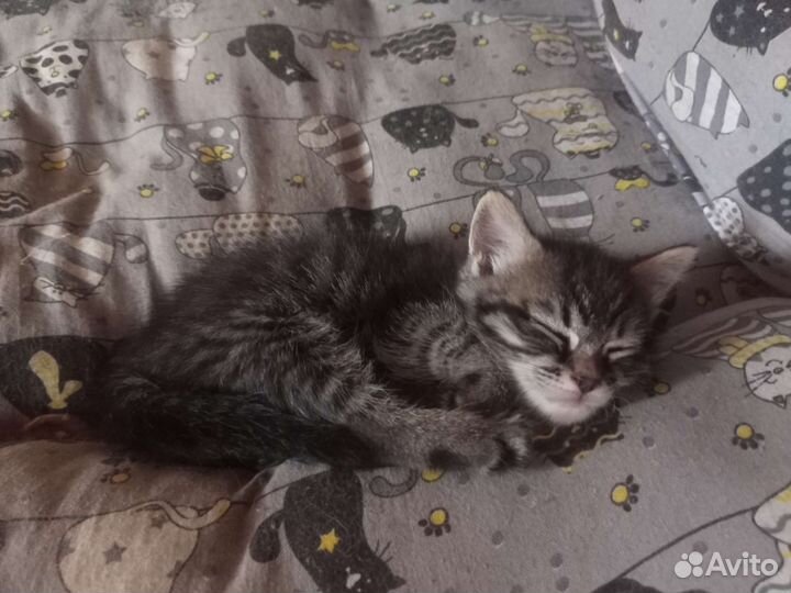 Котята