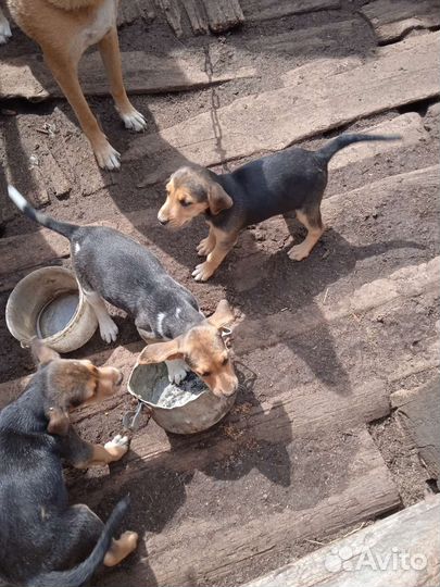 Русская гончая