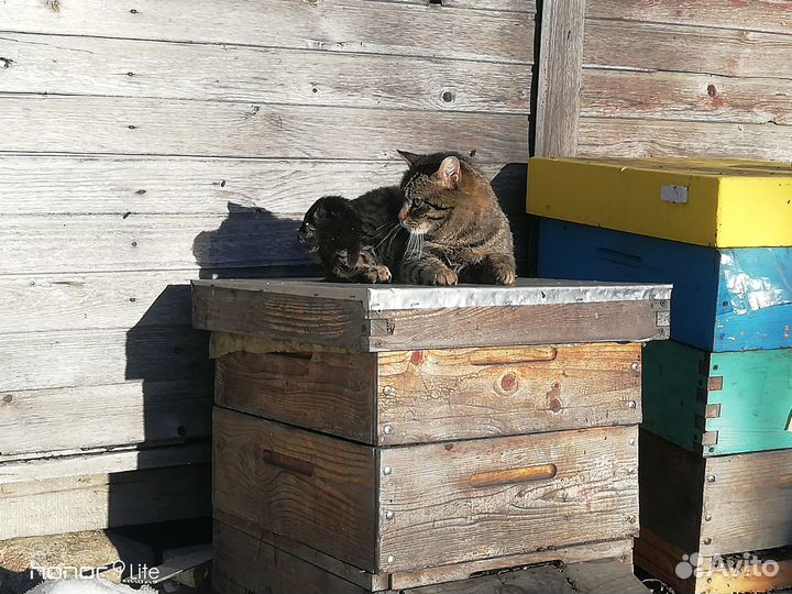 Пчелосемьи