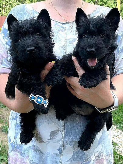 Щенки скотч терьера