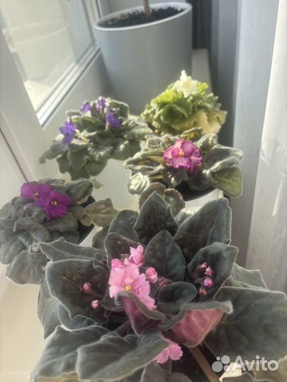 Фиалки цветущие в горшке