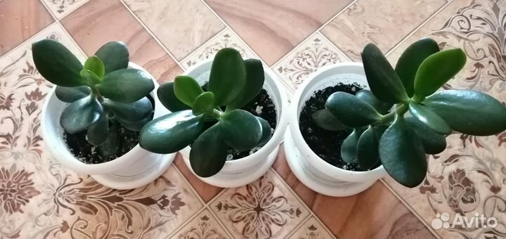 Алоэ, толстянка, каланхоэ