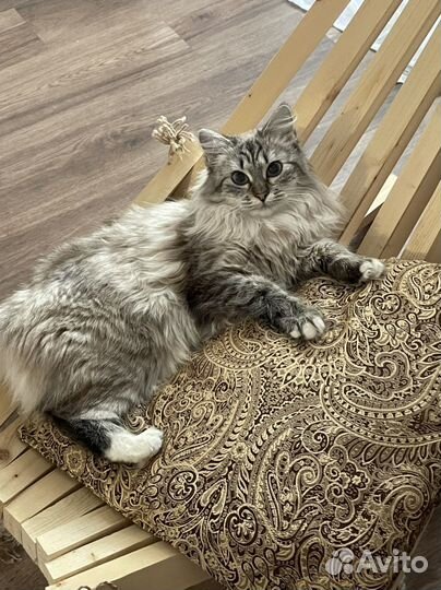 Вязка кошки