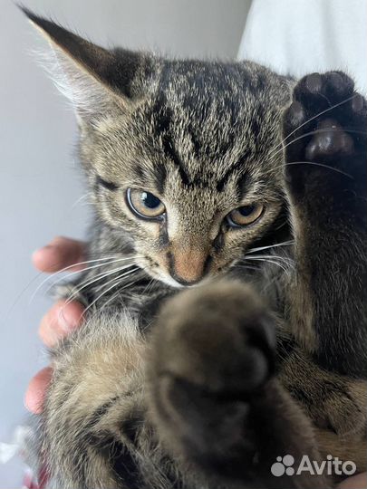 Кошки в добрые руки бесплатно