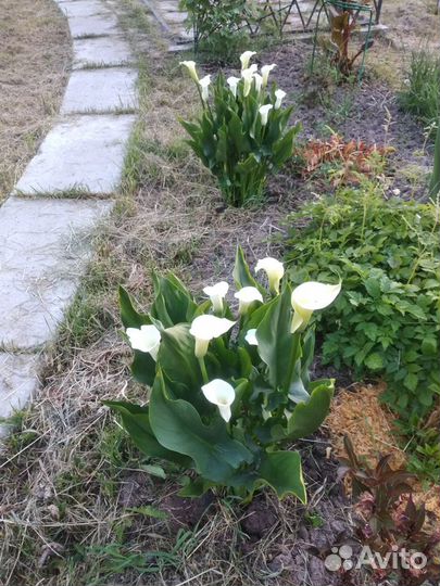 Цветы каллы