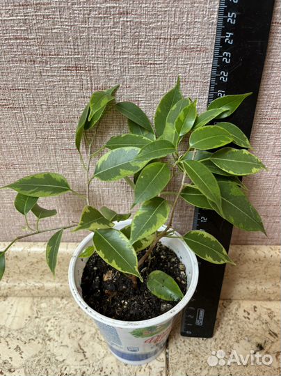 Фикус бенджамина пестролистный Кинки