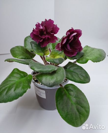 Фиалка цветущая