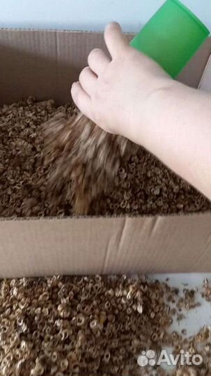 Семена календулы