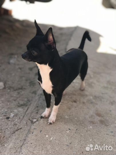 Вязка Чихуахуа