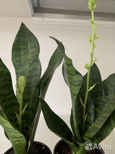 Сансевиерия (щучий хвост) зацветает