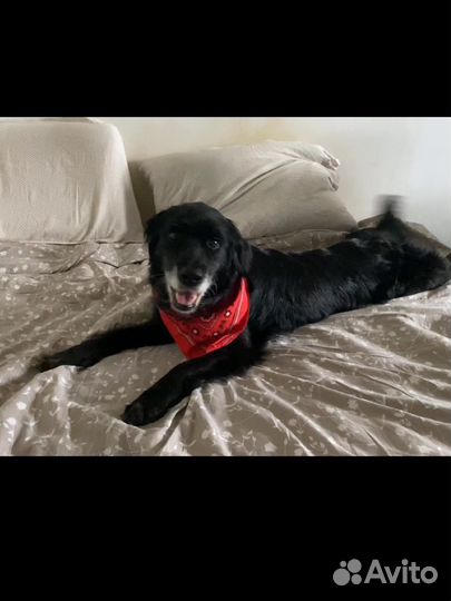 Собака девочка