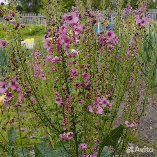 Многолетние цветы