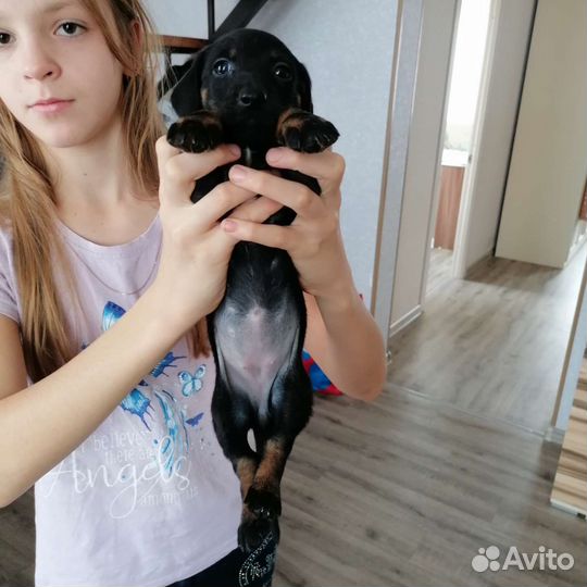 Щенки таксы