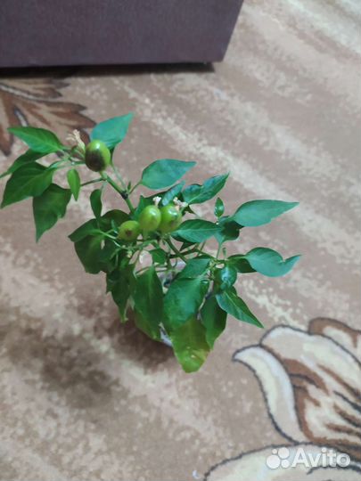 Перец комнатный острый