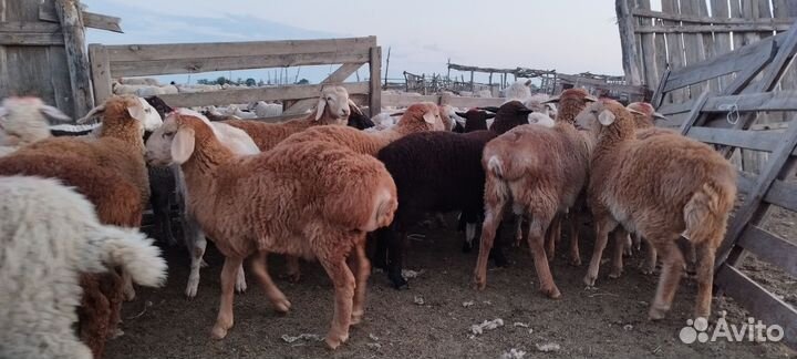 Овцы бараны ягнята