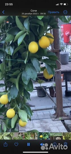Саженцы цитрусов,дервья со приживаемостью