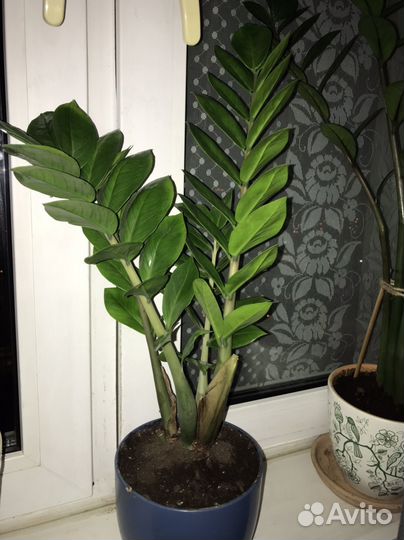 Замиокулькас