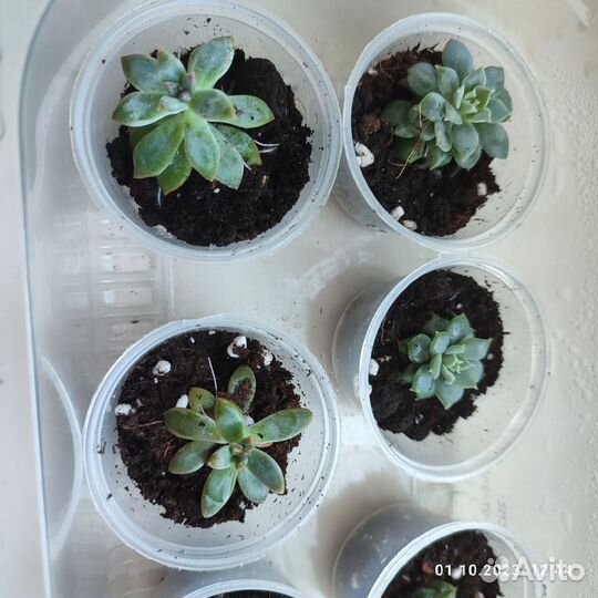 Суккуленты