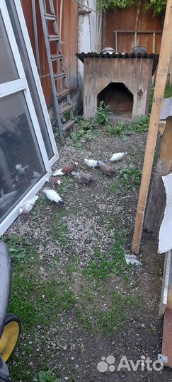 Голуби продажа бойные Тула 500р