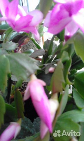 Зигокактус