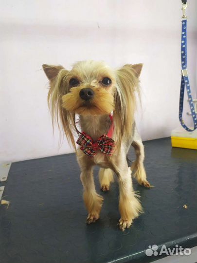 Кобели мини, вязка