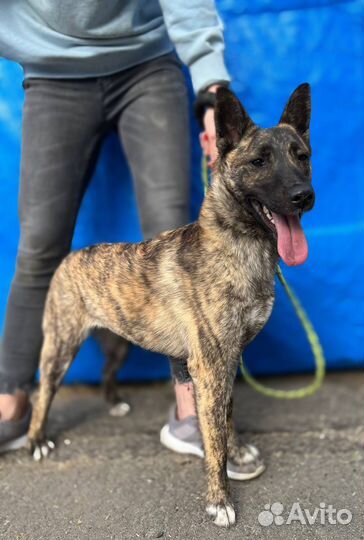 Собака из приюта ищет хозяев