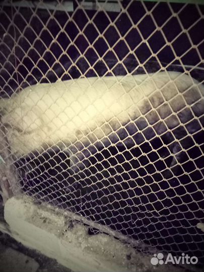 Хряк ландрас