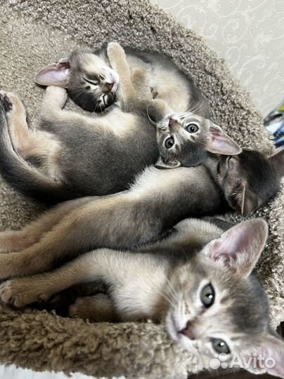 Абесинская кошка
