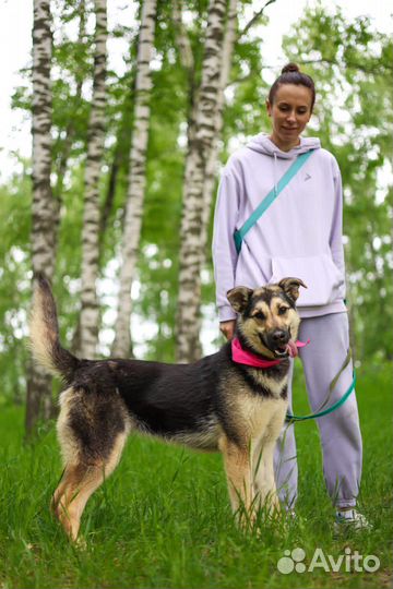 Собаки из приюта