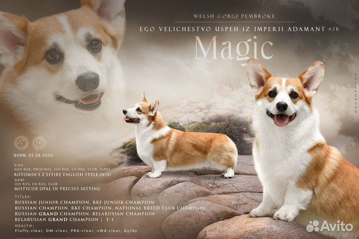 Вязка вельш-корги пемброк