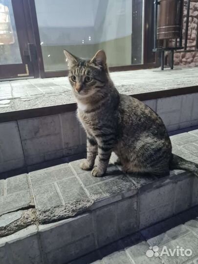 На улице пропадает ласковый котейка