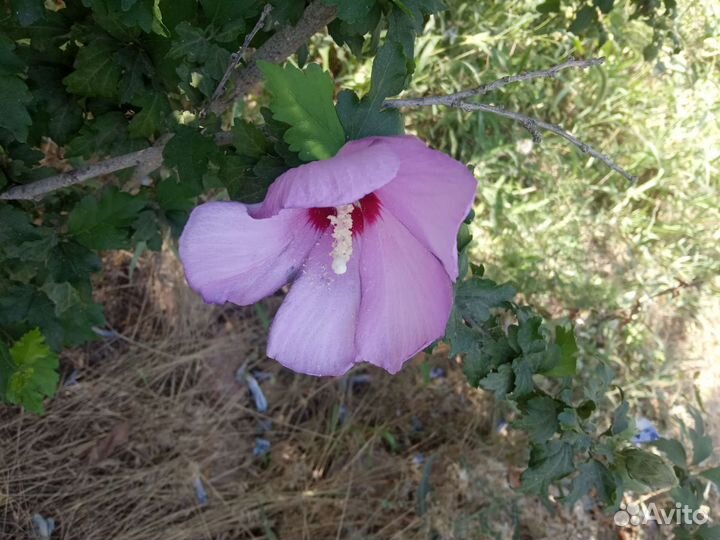 Гибискус розовый