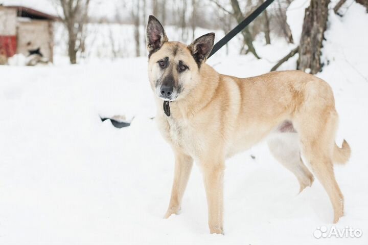 Великолепная молодая стерилизованная собачка
