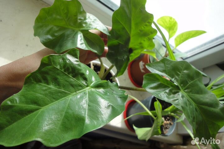 Крупномеры домашние Фикус алоказия регал роза кофе