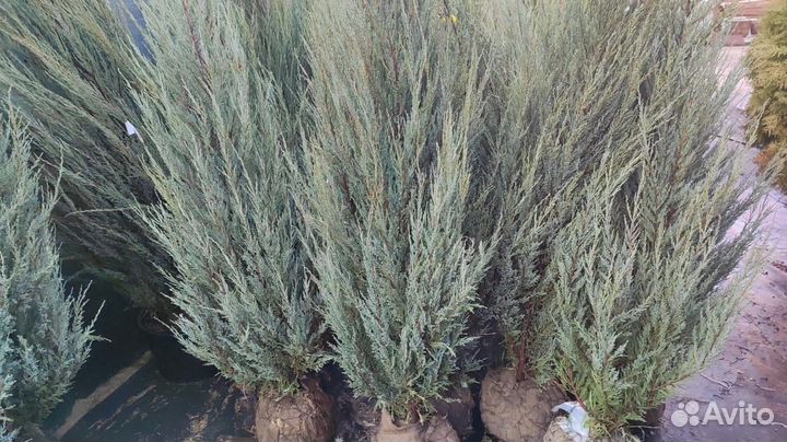 Можжевельник скальный Блю Эрроу