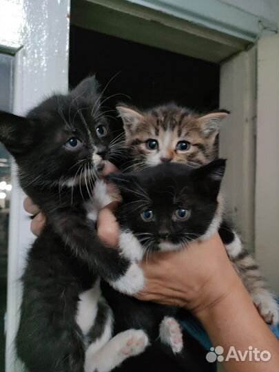 Кошка в дар бесплатно