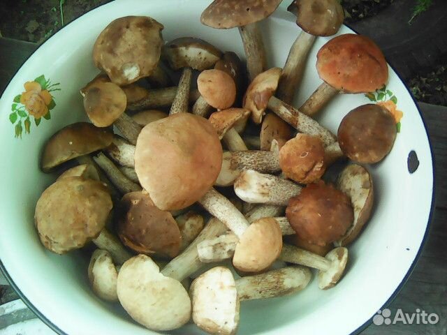 Подберезовики Подосиновики Боровики свежесобранные