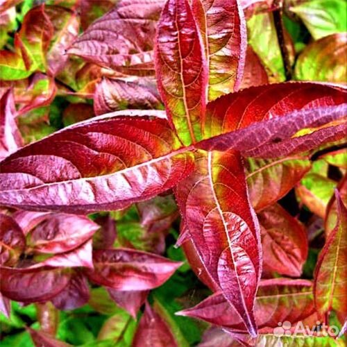 Ива разных сортов, Вейгелы. Саженцы,см. текст